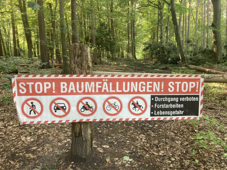 Warum werden so viele Bäume im Sachsenwald gefällt?