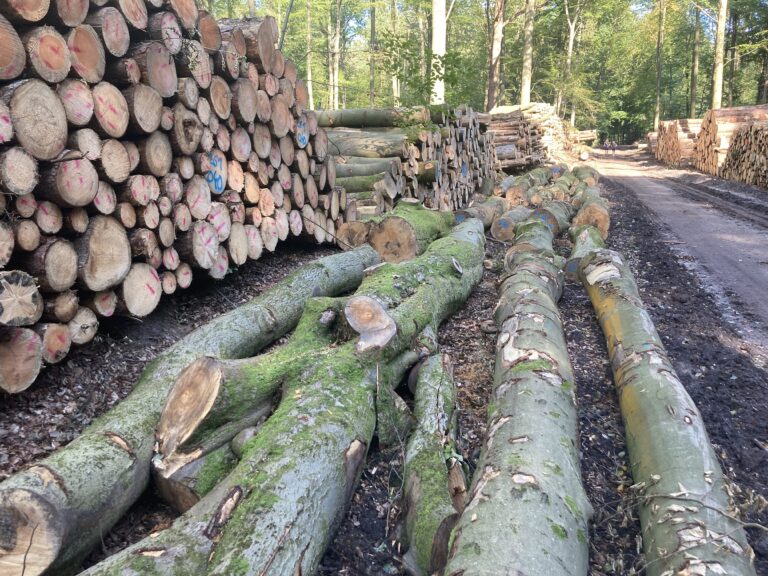 Baumfällungen im Sachsenwald – welche Forstwirtschaft ist zeitgemäß?